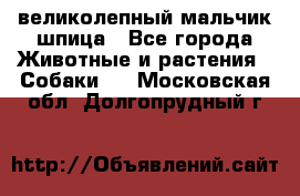 великолепный мальчик шпица - Все города Животные и растения » Собаки   . Московская обл.,Долгопрудный г.